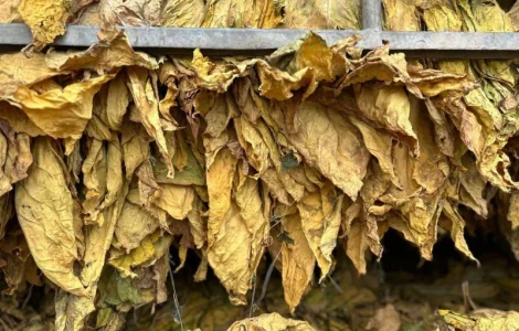 Продам тютюновий лист. Лапша жовта Голд