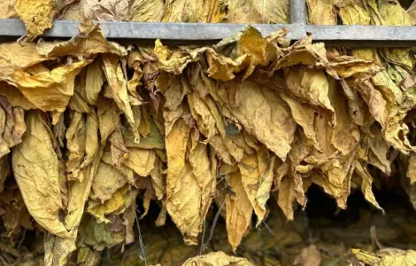 Продам тютюновий лист. Лапша жовта Голд