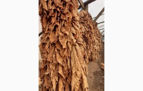 Продам лист тютюну хорошого