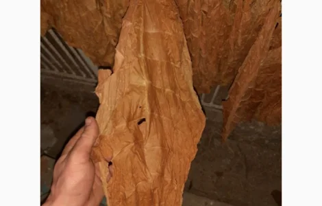 Продам відходи тютюну, для самокруток