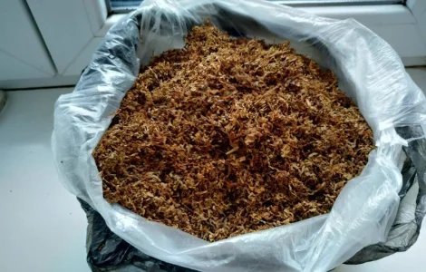 Табаки раные