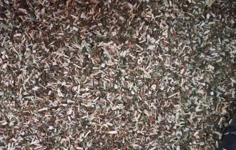 Самосад махорка