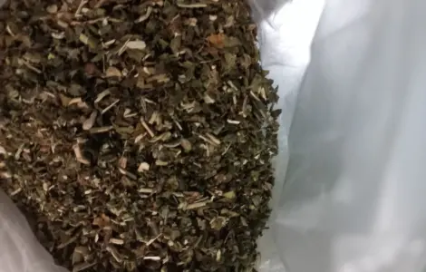 Махорка звичайна самосад