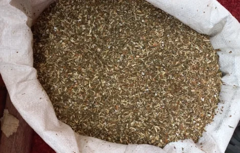 Махорка сільська"самосад"