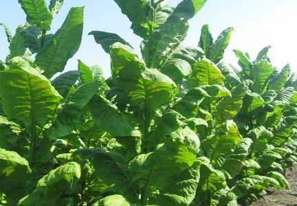 Табак. Тютюн. 500гр