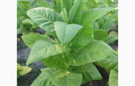 Продам табак Остролист 6 упаковка 250 грам/150 грн