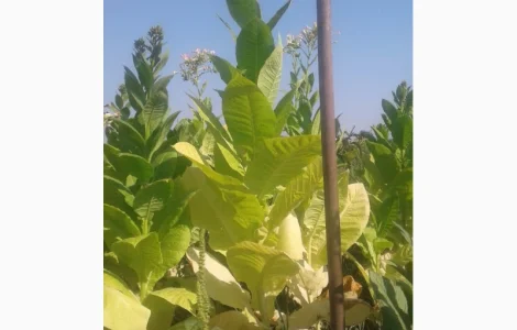 Семена табака домашние