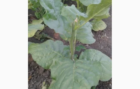 Семена махорки