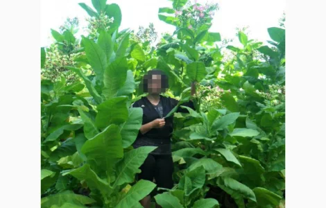 Продам семена табака(нет в наличии)