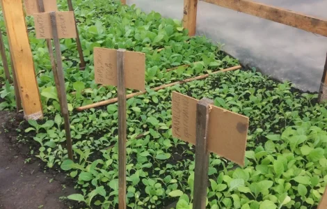 Продам рассаду табака (2, 00 грн. - 1шт.)