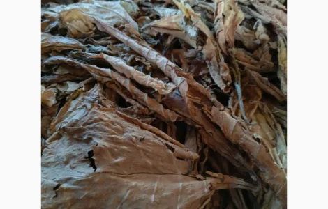 Куплю лист тютюну