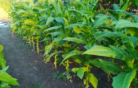 Насіння тютюну