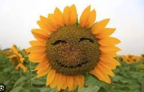 Купую ФУЗ соняшникову олію лопатну та бакову