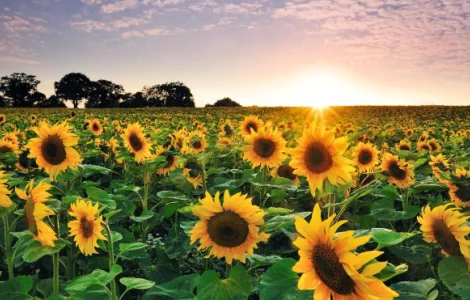 Куплю фуз соняшникової олії по всій Україні