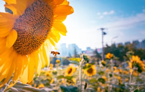 Скупка фуз олій в Рівному