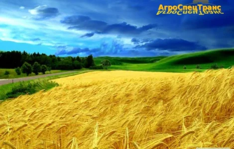 Оренда комбайнів для збору зернових і олійних культур