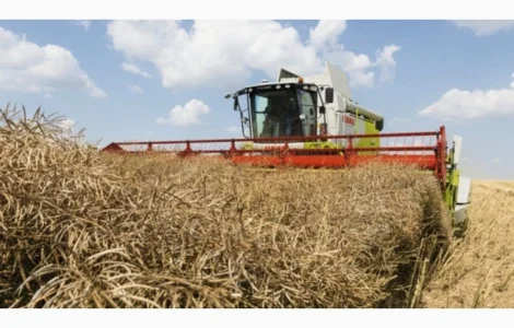 Уборка рапса и других зерновых культур