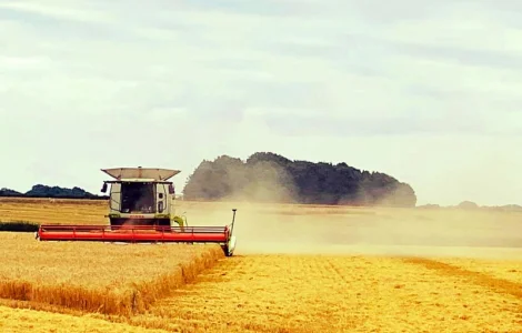 Послуги по збиранню ранніх та пізніх зернових культур