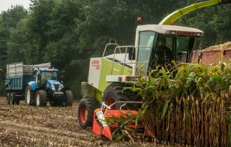 Услуги уборки кукурузы на силос
