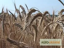 Постоянная работа на Ваши комбайны по Украине