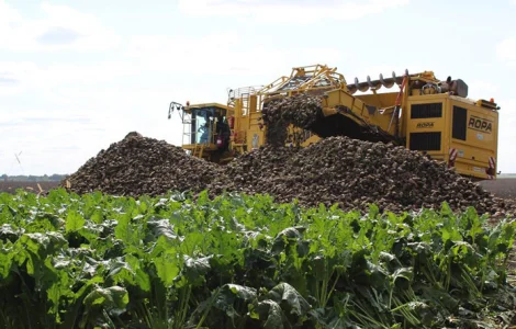 Послуги з прибирання та вантаження цукрових буряків у Вінниці