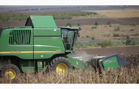 Уборка подсолнечника на больших площадях