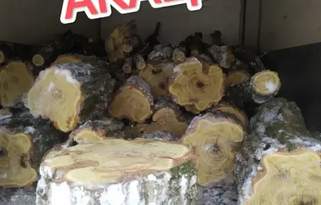Продам Дрова Акация