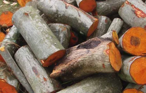 Сухі та свіжопиляні дрова з вільхи