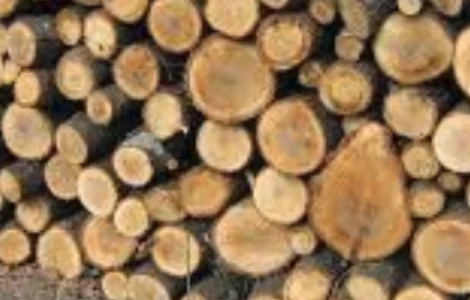 Дрова Фастов