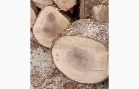 Дрова дуб
