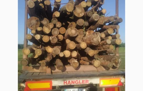 Продаж дров берези та сосни в Житомирській області
