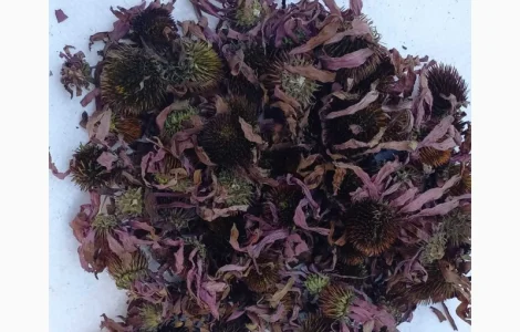 Квіти ехінацеї пурпурової