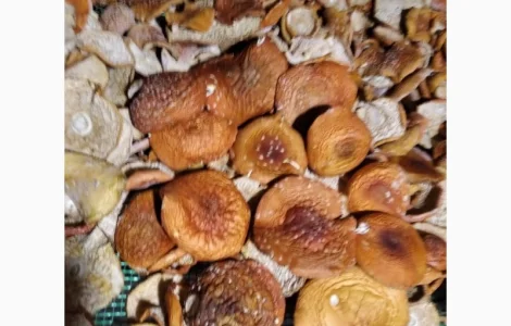 Пропонуються сушені капелюшки червоного мухомора