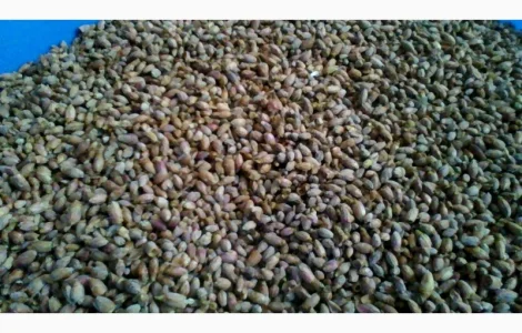 Продаются бруньки черной смородины