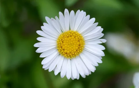 Купую сухий цвіт стокротки багаторічної (маргаритки)