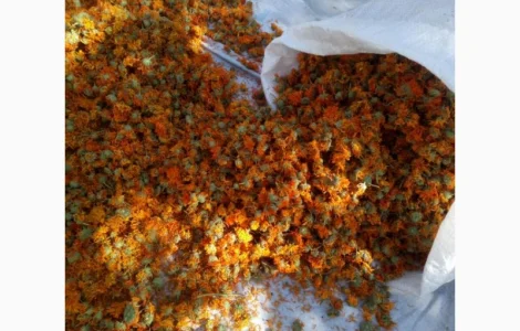 Продаются цветы календулы лекарственной. Урожай 2020 года