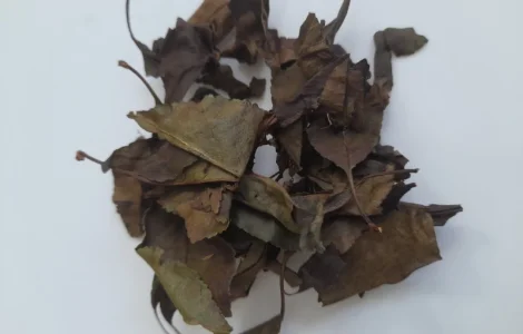 Ферментовані листя дикої вишні