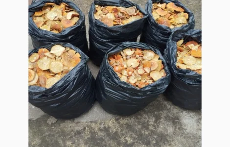 Капелюшки червоного мухомора зібрані в екологічно чистій місцевості