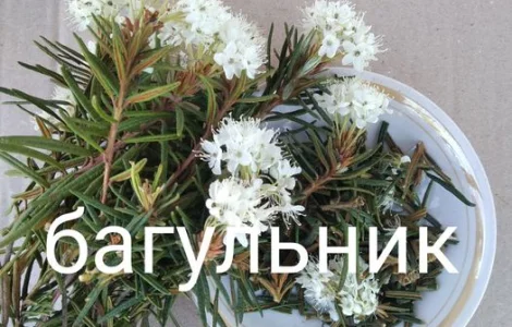 Багно. Багно