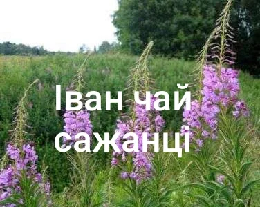 Іван чай сажанці