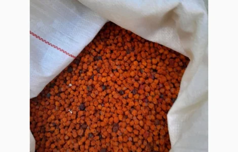 Куплю ягоды красной рябины сырой и сухой