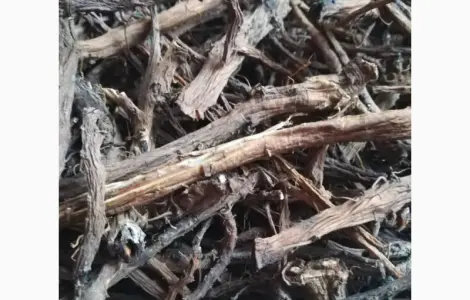 Куплю корінь кульбаби