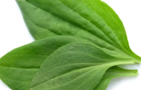 Куплю лист подорожника в сухом виде