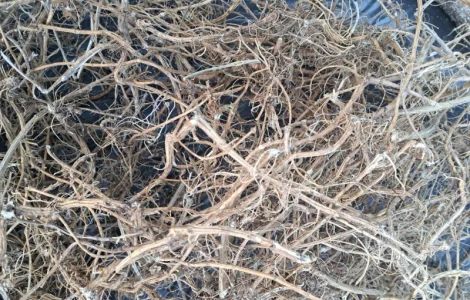 Куплю корень крапивы