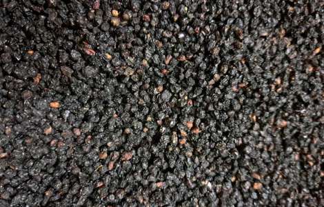 Куплю ягоды бузины 2025 года