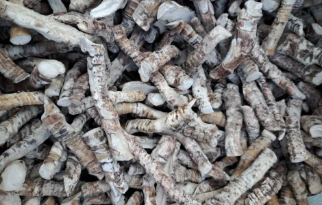 Куплю корень аира