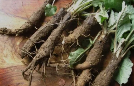 Куплю корень лопуха