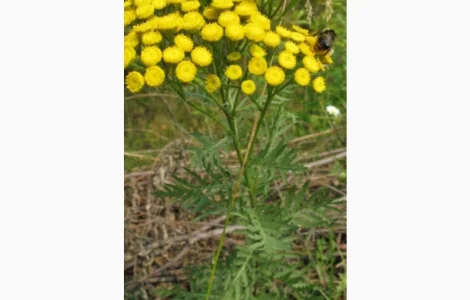 Купуємо лікарську сировину по Україні