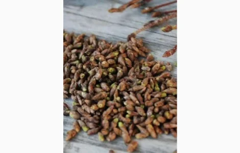 Купуємо сухі бруньки берези та сосни, закупівля лікарських трав і коренів