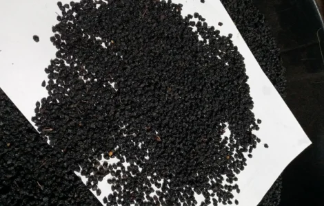 Закупаем сухую ягоду бузины оптом